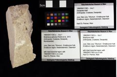 Foto (Objket + Etiketten) von Brachyura indet. 